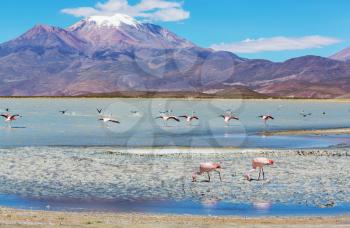 Flamingo in the lake of Bolivian Altiplano wildlife nature wilderness