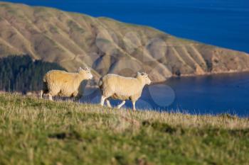 Sheeps in green mountain meadow, rural scene in New Zealand