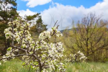 Blossoming tree in spring garden. Beautiful spring natural background.