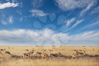 The springbok (Antidorcas marsupialis)  in the african bush, Namibia. Travel Africa safari