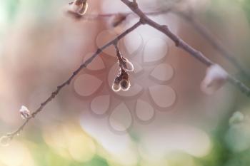 Pussy willow flowers on the branch in spring season. Easter and spring background