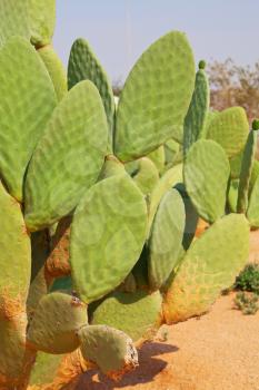 Green big cactus in african garden