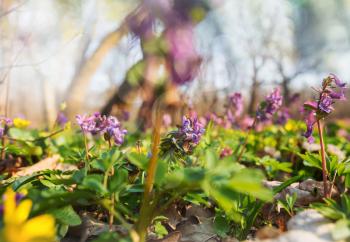 Spring season in the forest