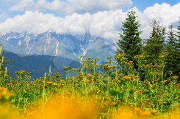 Mountain meadow in spring season