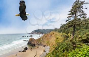 an eagle flies over the seashore. Washington state, USA
