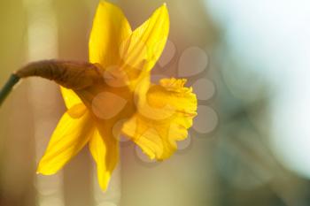 Flower of a daffodil with a yellow center on the window