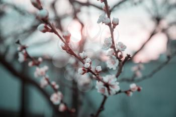 Blossoming tree in spring garden. Beautiful spring natural background.