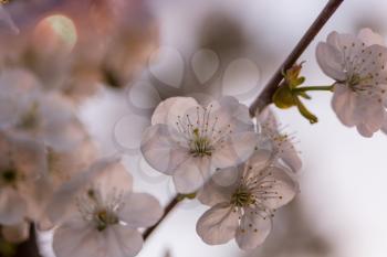 Blossoming tree in spring garden. Beautiful spring natural background.