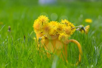 Blowball in Spring sunny meadow. Natural summer background.