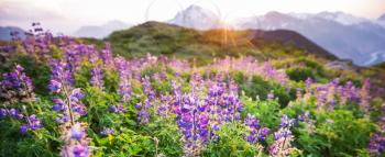 Mountain meadow in sunny day. Natural summer landscape.