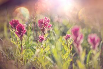 Mountain meadow in sunny day. Natural summer landscape.