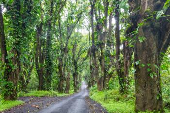 road in remote jungle in New Zealand