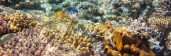 Living Coral reef in Red Sea, Egypt. Natural unusual background.