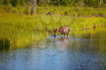 Moose in the lake.  Wildlife nature in USA.