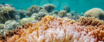 Living Coral reef in Red Sea, Egypt. Natural unusual background.