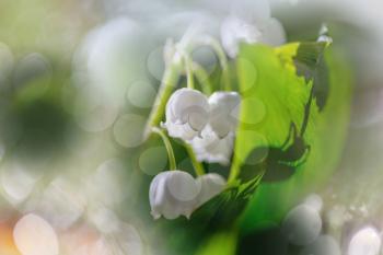 Spring season theme. Lilly of the valley in the forest
