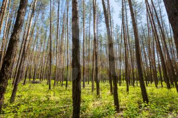 Beautiful woodland landscapes. Spring flowers In the forest.