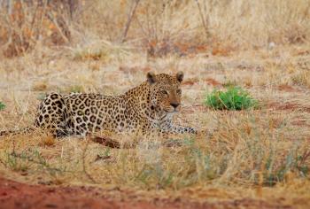 Wild Leopard in african bush, Namibia