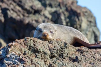 Pretty relaxing  seal in the ocean coast