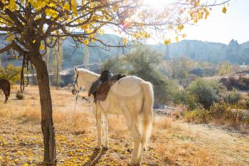 Horses grazing in Cappadocia in the fall season, Turkey