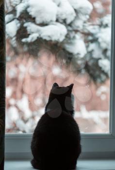 Black and white cat looking through a  window to the winter garden