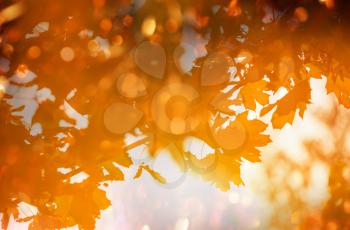 Colorful yellow leaves in Autumn season. Close-up shot. Suitable for background image.