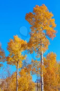 Autumn tree in morning meadow. Falling leaves natural background