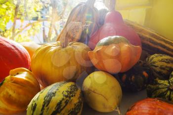 Colorful pumpkins in autumn season.