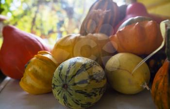 Colorful pumpkins in autumn season.