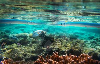 Coral fish in  Red Sea,Egypt