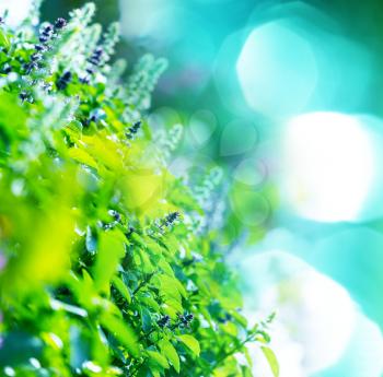 mint flowers