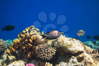 Coral fish in  Red Sea,Egypt