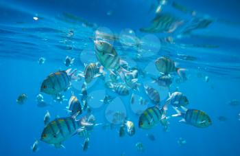 Coral fish in  Red Sea,Egypt