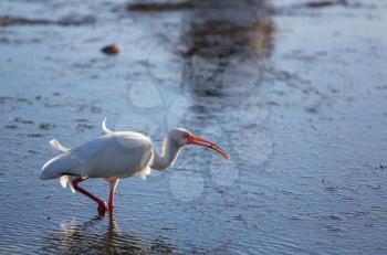 White Ibis  in a Shallow Pond - Florida