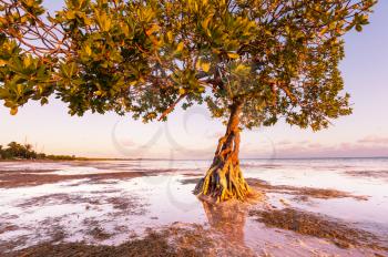Lonely Mangrove tree in Florida coast