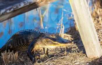 Alligator in Florida