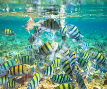 Coral fish in  Red Sea,Egypt