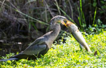 American Anhinga ,Everglades National Park, Florida