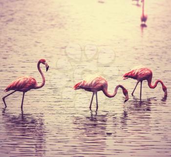 flamingo in Bolivia