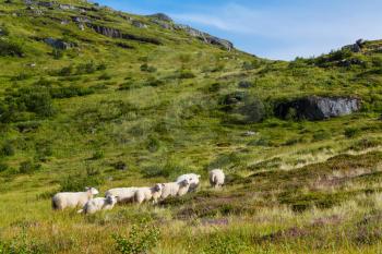 Sheeps  in Norway