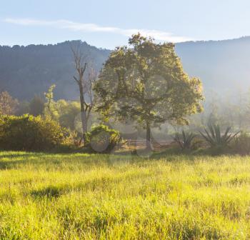 summer meadow