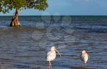 White Ibis  in a Shallow Pond - Florida