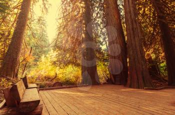 boardwalk in forest