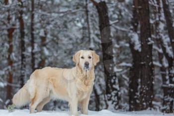 dog in winter forest