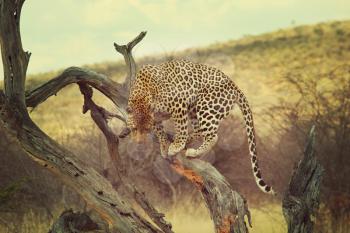 Leopard closeup