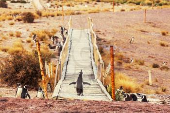 Magellanic Penguin (Spheniscus magellanicus) in Patagonia