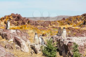 Magellanic Penguin (Spheniscus magellanicus) in Patagonia