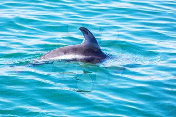 Dolphin in ocean,Argentina