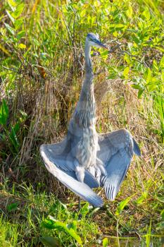 Great blue Heron in Everglades NP, Florida