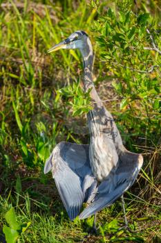 Great blue Heron in Everglades NP, Florida